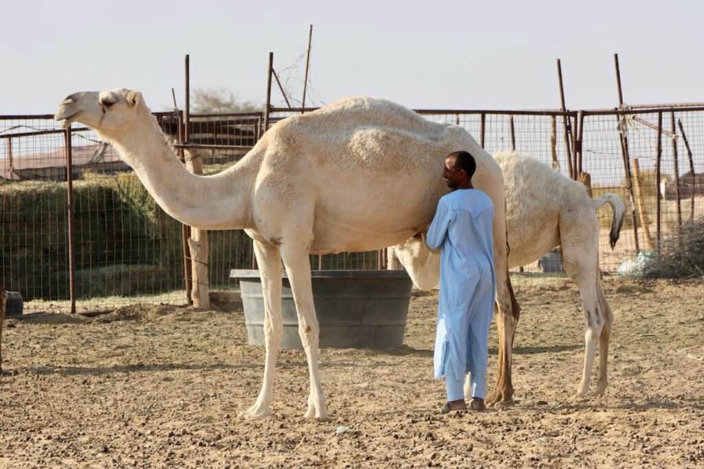 saoedi arabië 2025 11 10 (251)